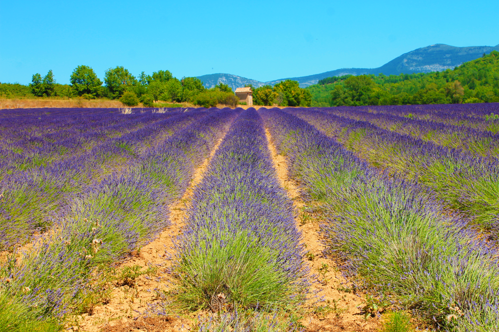 Provenza e Camargue in 7 giorni: viaggio tra campi di lavanda e natura&nbsp;selvaggia